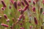Großer Wiesenknopf 'Rock and Roll' - Sanguisorba officinalis 'Rock and Roll'