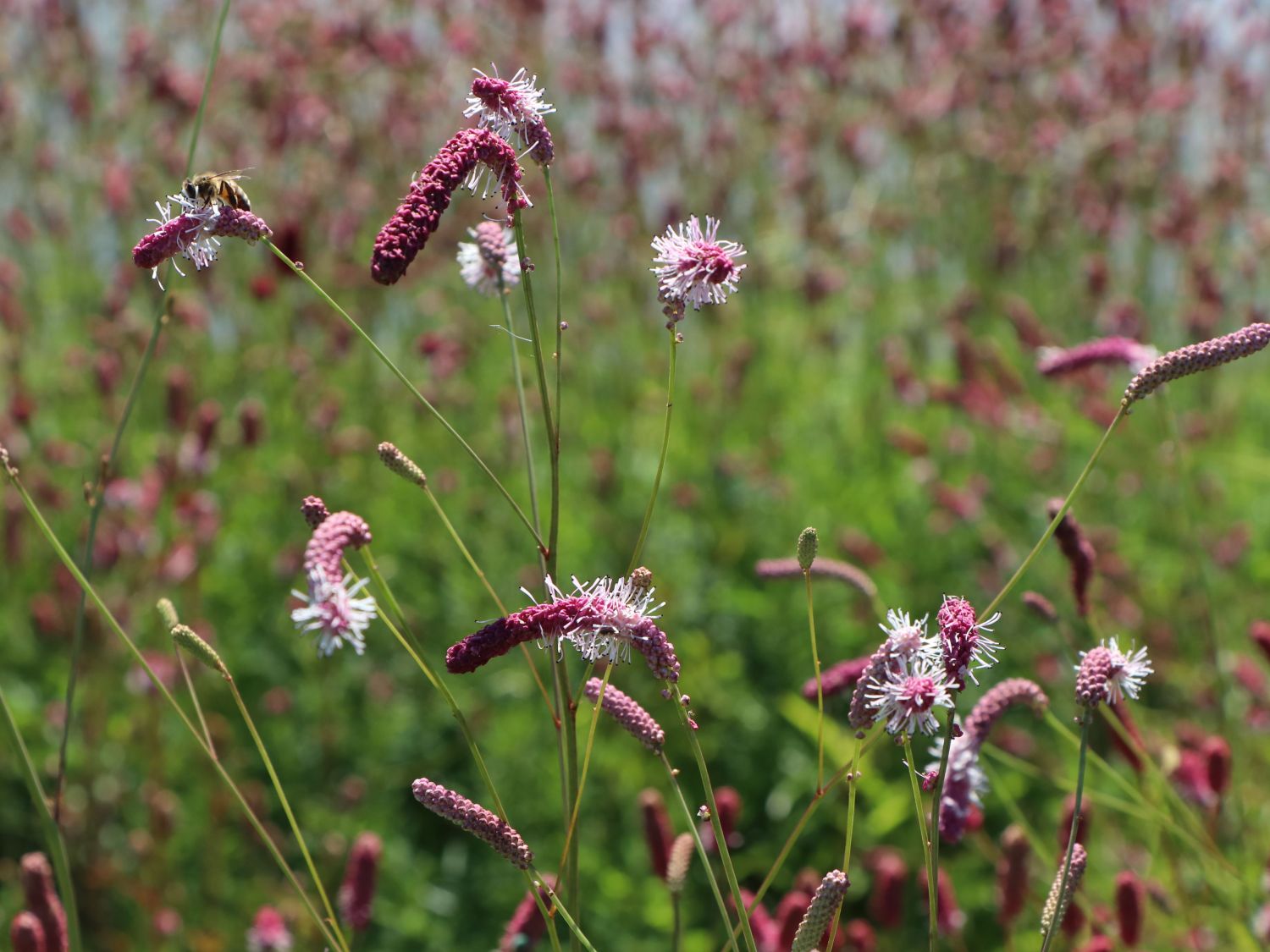Großer Wiesenknopf 'Rock and Roll' - Sanguisorba officinalis 'Rock and Roll'
