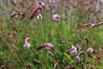 Großer Wiesenknopf 'Rock and Roll' - Sanguisorba officinalis 'Rock and Roll'