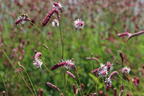 Großer Wiesenknopf 'Rock and Roll' - Sanguisorba officinalis 'Rock and Roll'