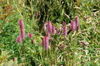 Großer Wiesenknopf 'Rock and Roll' - Sanguisorba officinalis 'Rock and Roll'