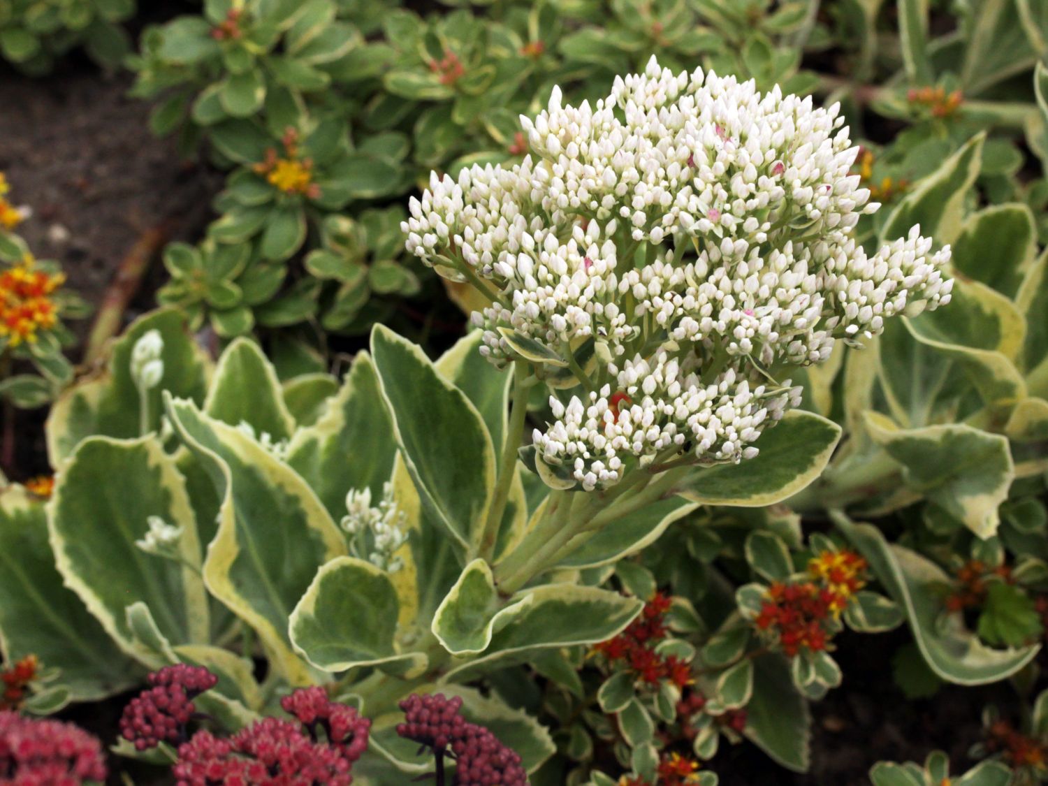 Großes Fettblatt 'Frosty Morn'