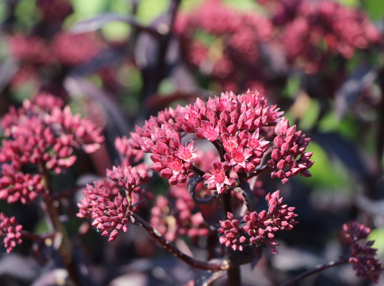 Großes Fettblatt 'José Aubergine' - Sedum telephium 'José Aubergine'