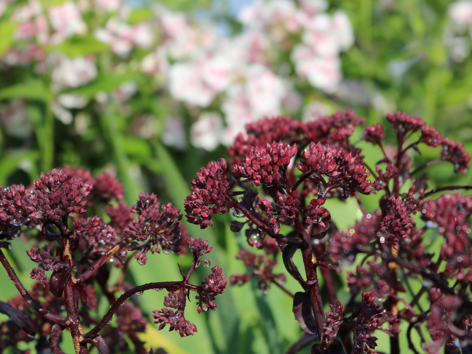 Großes Fettblatt 'José Aubergine' - Sedum telephium 'José Aubergine'