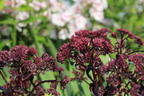 Großes Fettblatt 'José Aubergine' - Sedum telephium 'José Aubergine'