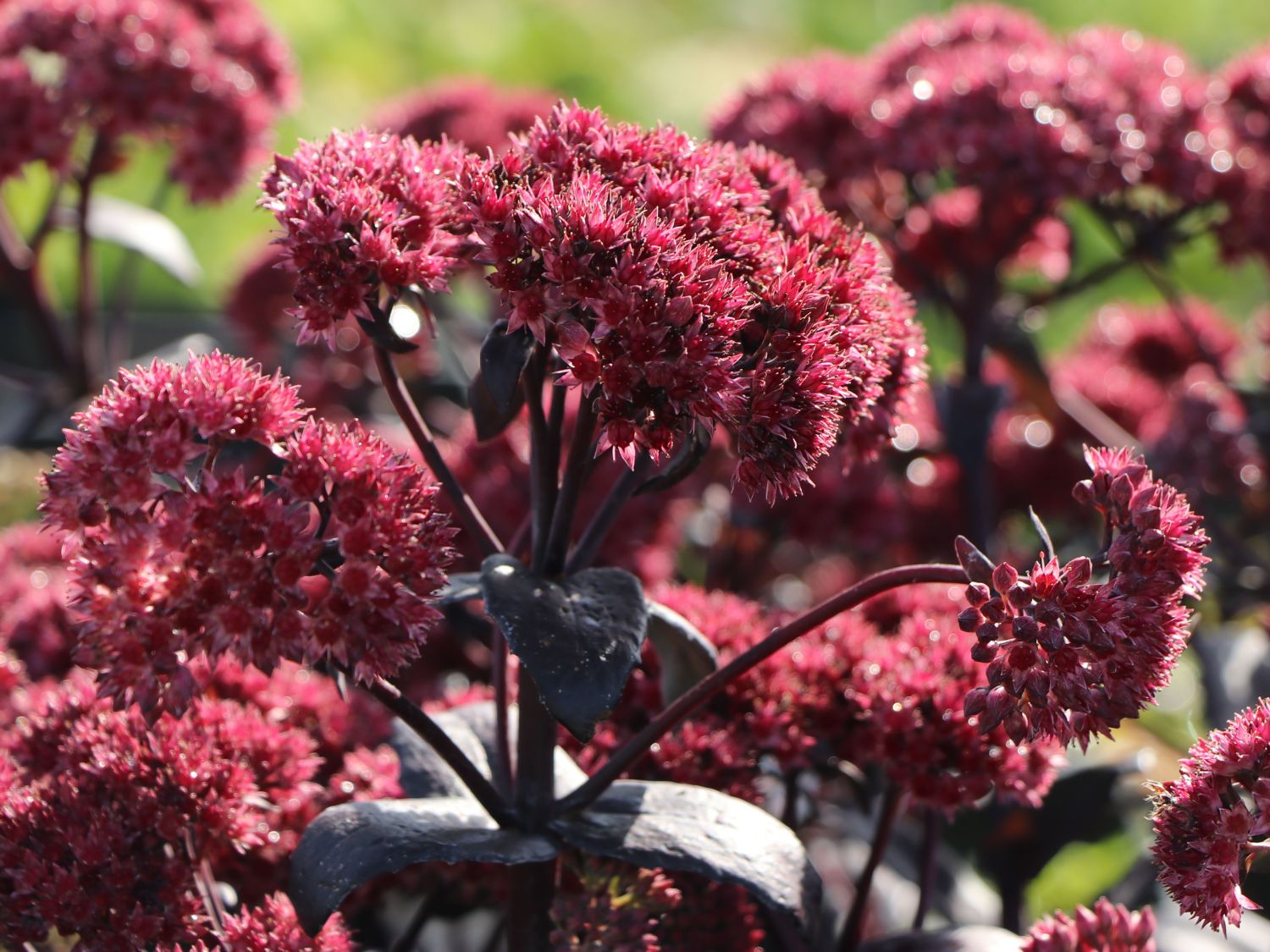 Großes Fettblatt 'José Aubergine' - Sedum telephium 'José Aubergine'