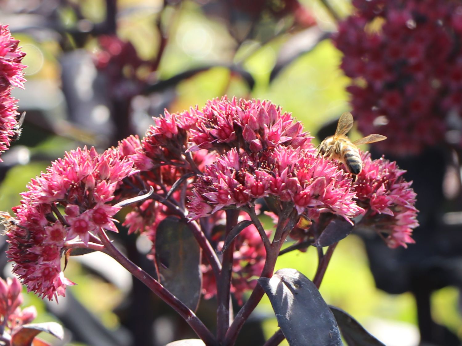 Großes Fettblatt 'José Aubergine' - Sedum telephium 'José Aubergine'