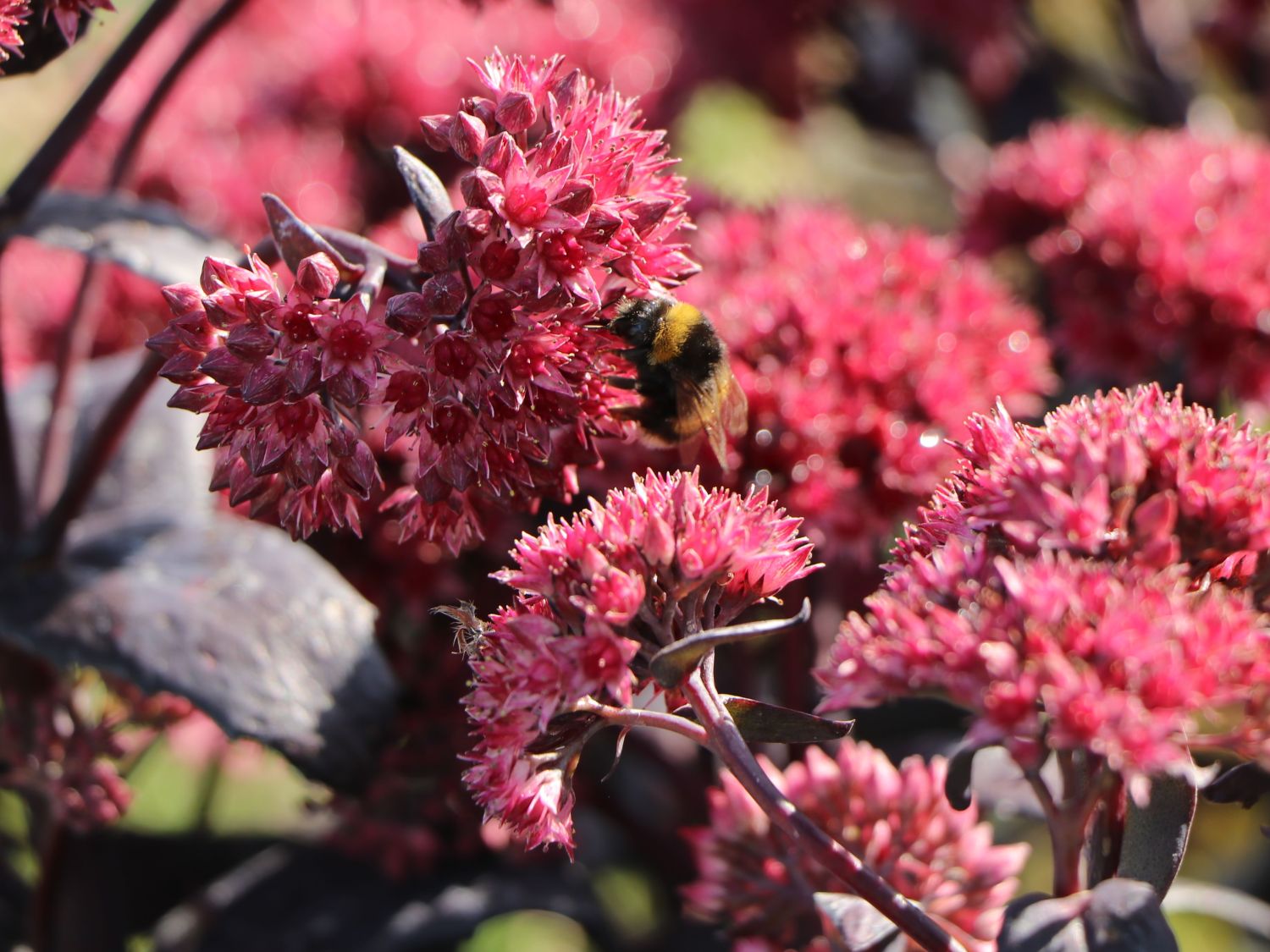 Großes Fettblatt 'José Aubergine' - Sedum telephium 'José Aubergine'