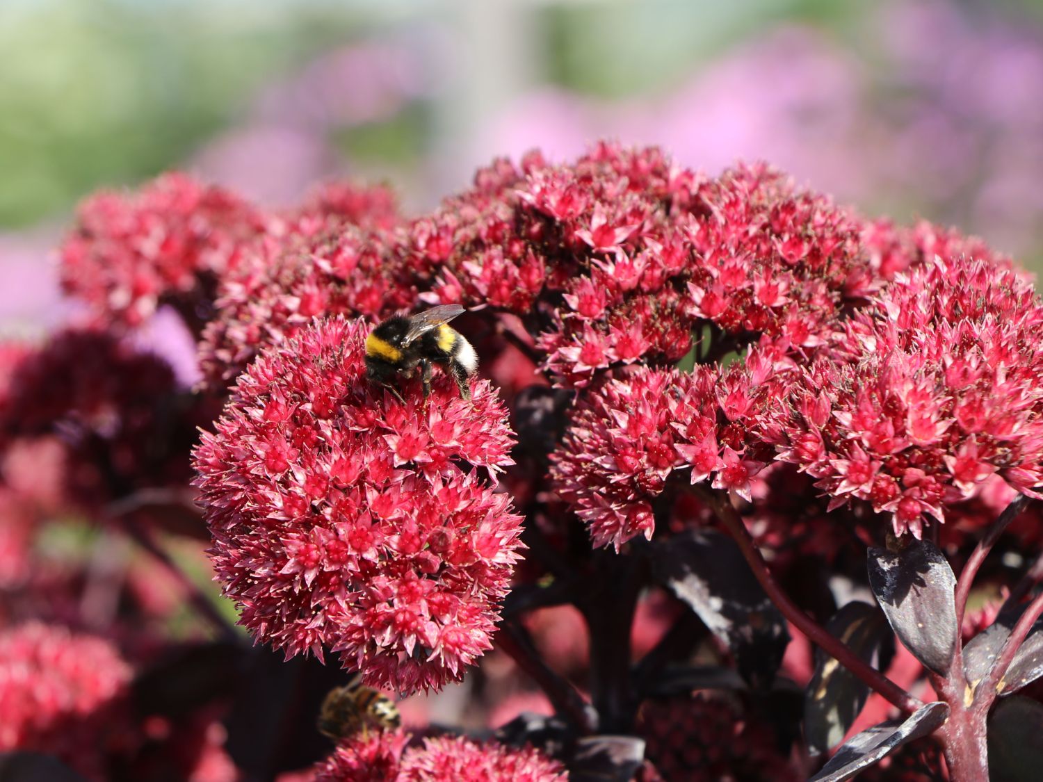 Großes Fettblatt 'José Aubergine' - Sedum telephium 'José Aubergine'