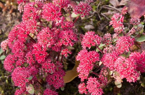 Großes Fettblatt 'Red Cauli' - Sedum telephium 'Red Cauli'