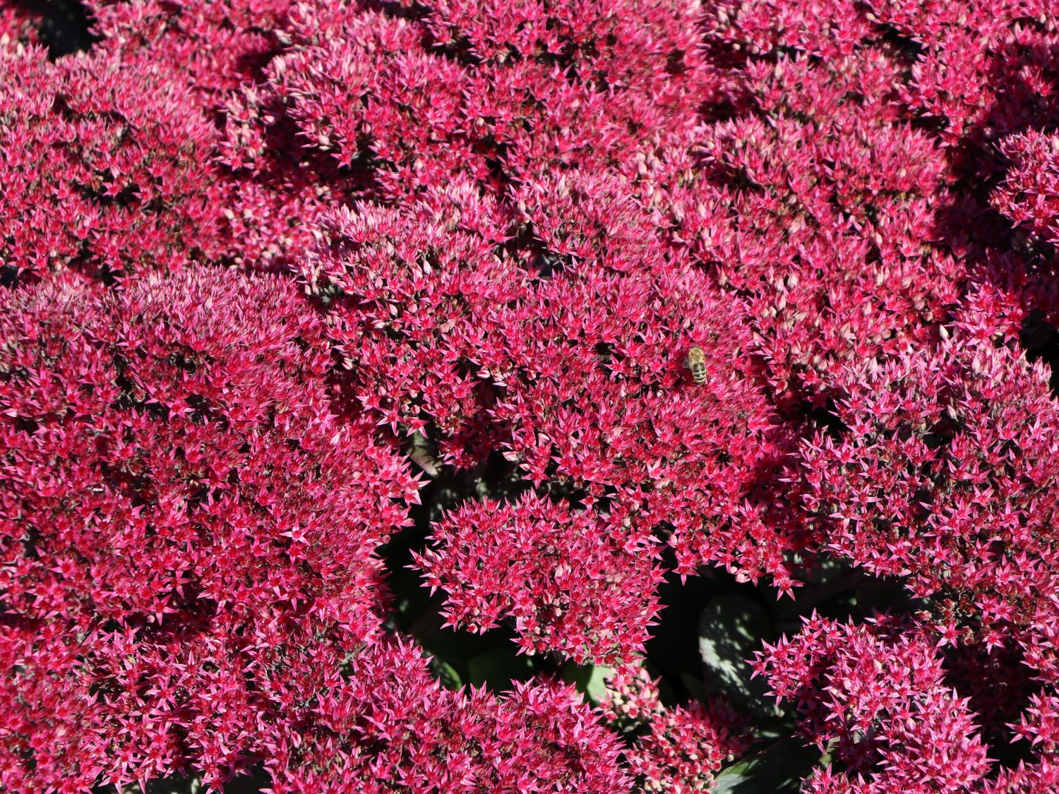 Großes Fettblatt 'Thunderhead'