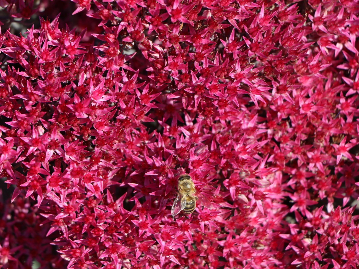 Großes Fettblatt 'Thunderhead' - Sedum telephium 'Thunderhead'