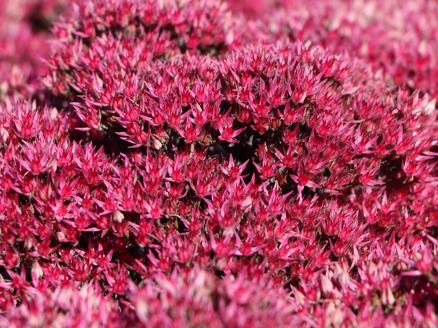 Großes Fettblatt 'Thunderhead' - Sedum telephium 'Thunderhead'