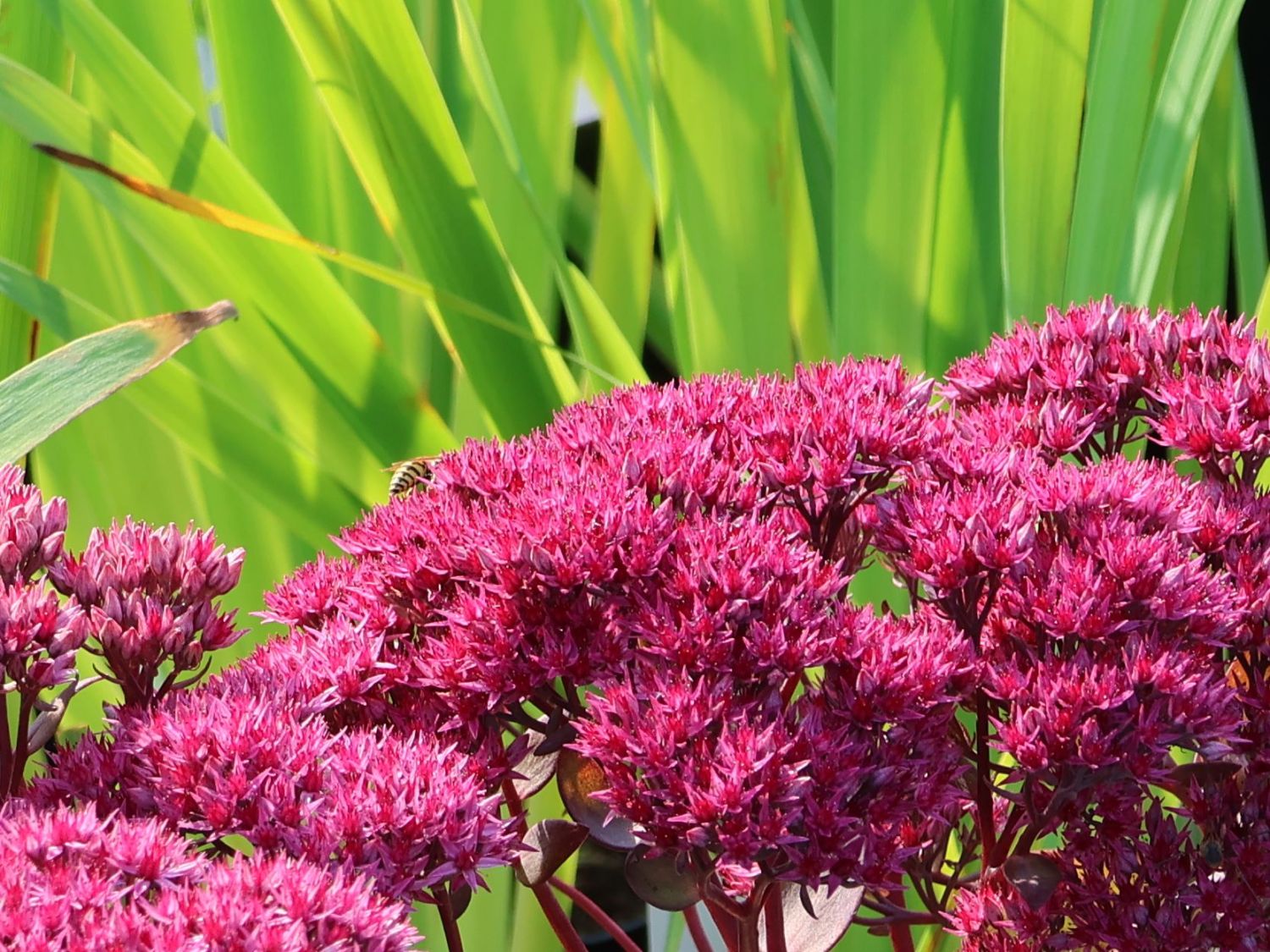 Großes Fettblatt 'Thunderhead' - Sedum telephium 'Thunderhead'