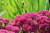 Großes Fettblatt 'Thunderhead' - Sedum telephium 'Thunderhead'