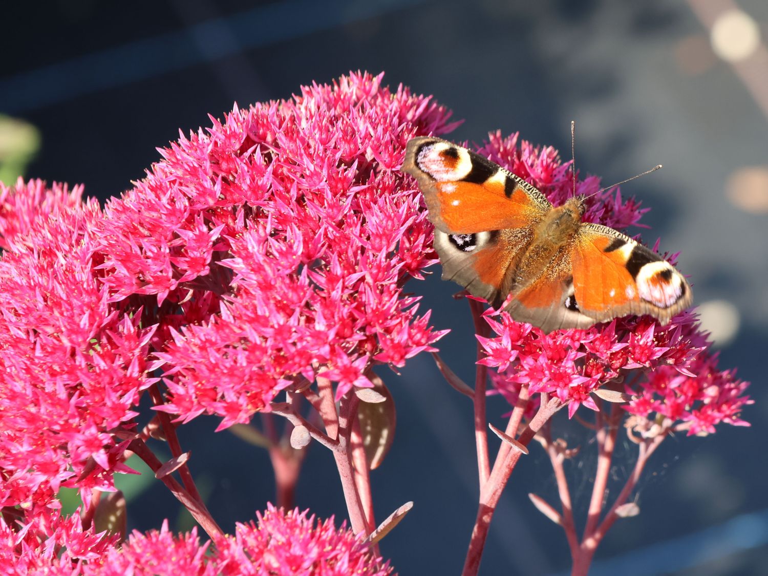 Großes Fettblatt 'Thunderhead' - Sedum telephium 'Thunderhead'
