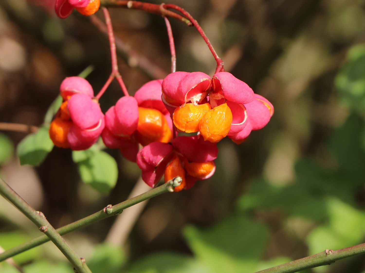 Großfrüchtiges Pfaffenhütchen