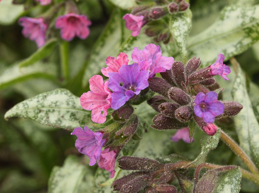 Großgeflecktes Lungenkraut 'Moonshine'