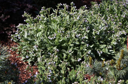Großgeflecktes Lungenkraut 'Opal' - Pulmonaria saccharata 'Opal'