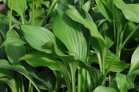 Grünblättrige Riesen-Funkie - Hosta elata