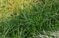 Grünblättrige Segge 'Irish Green'