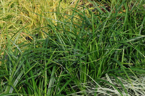 Grünblättrige Segge 'Irish Green' - Carex foliosissima 'Irish Green'