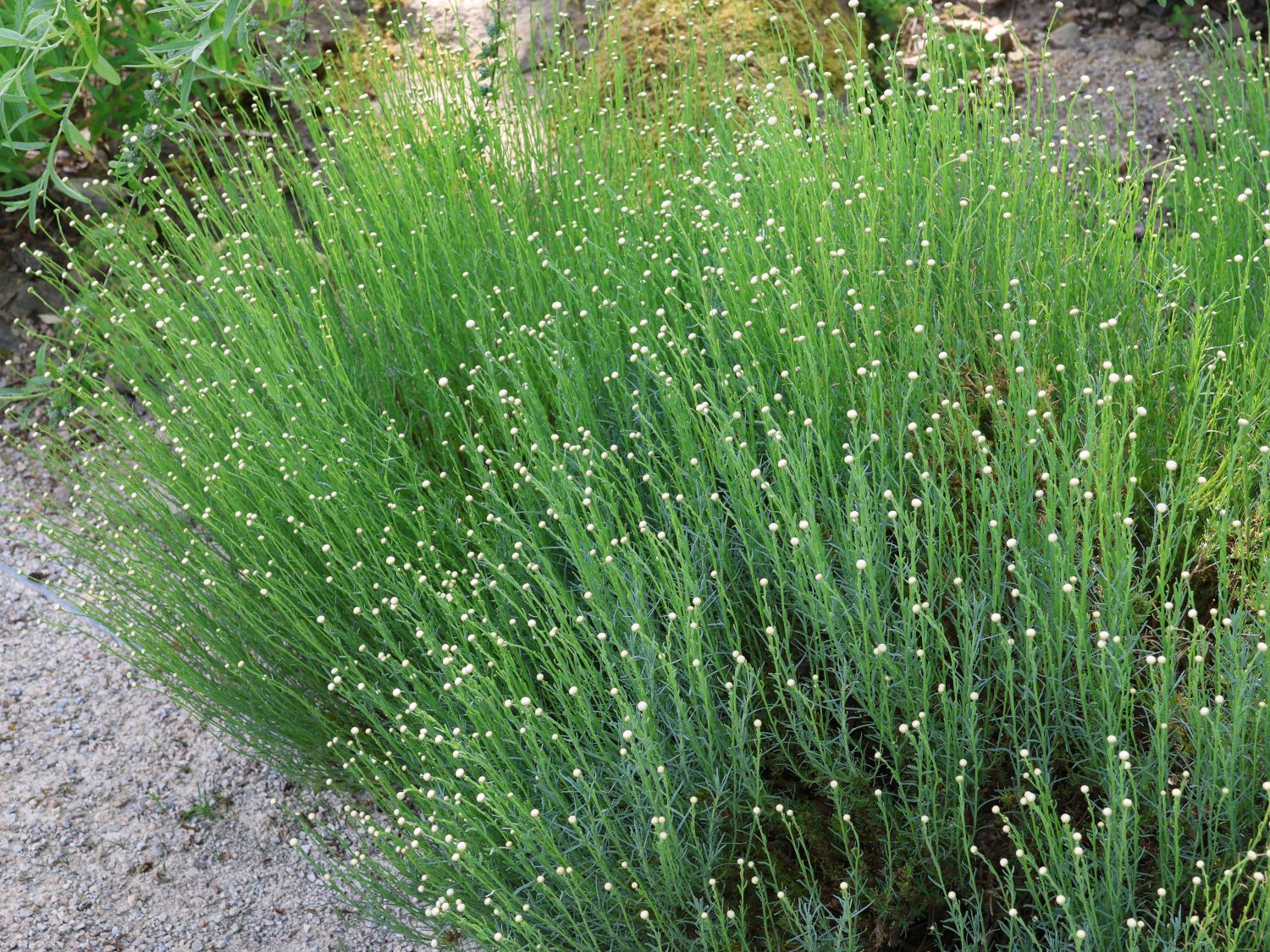 Grünblättriges Heiligenkraut - Santolina rosmarinifolia