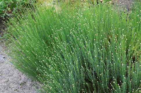 Grünblättriges Heiligenkraut - Santolina rosmarinifolia