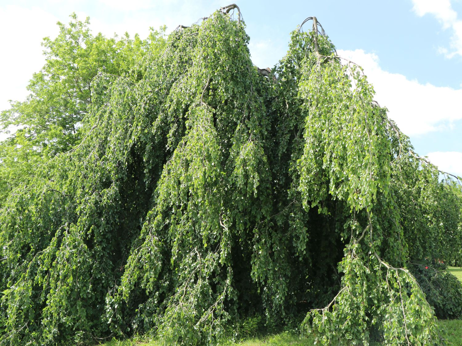 Grüne Hängebuche 'Pendula'