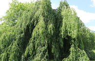 Grüne Hängebuche 'Pendula'