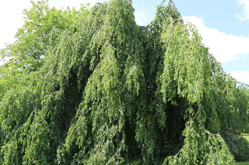 Grüne Hängebuche 'Pendula' - Fagus sylvatica 'Pendula'
