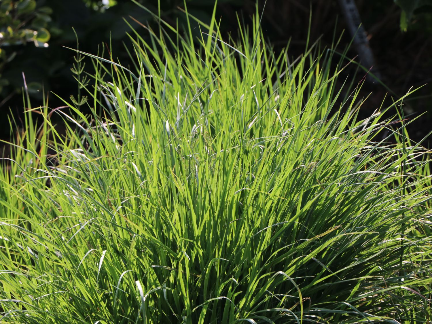 Blaugräser (Sesleria)