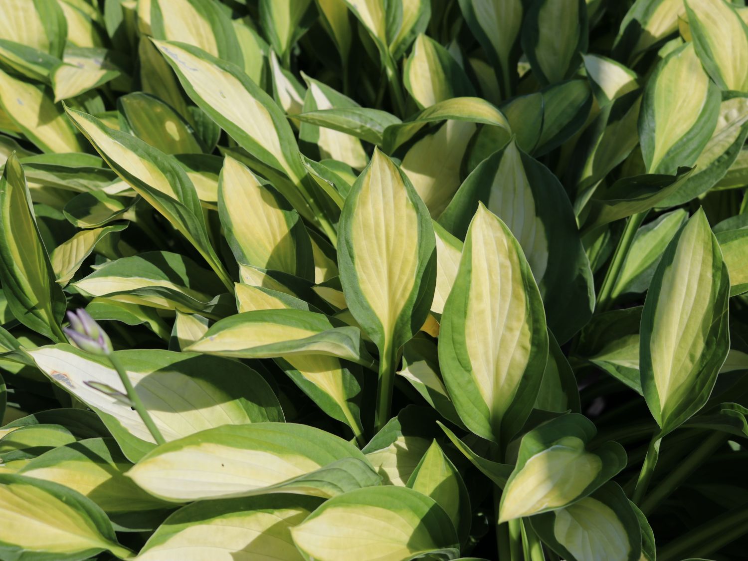 Grünrand-Funkie 'Gypsy Rose' ® - Hosta x cultorum 'Gypsy Rose' ®