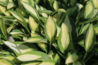 Grünrand-Funkie 'Gypsy Rose' ® - Hosta x cultorum 'Gypsy Rose' ®