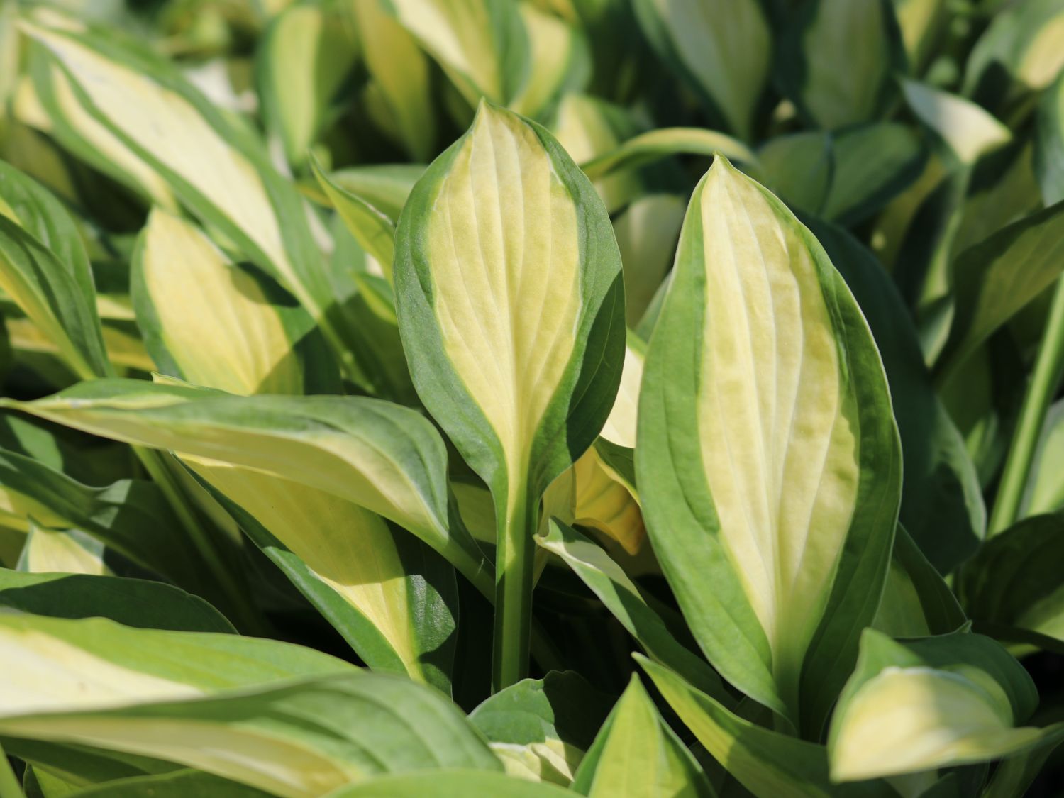 Grünrand-Funkie 'Gypsy Rose' ® - Hosta x cultorum 'Gypsy Rose' ®