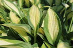 Grünrand-Funkie 'Gypsy Rose' ® - Hosta x cultorum 'Gypsy Rose' ®