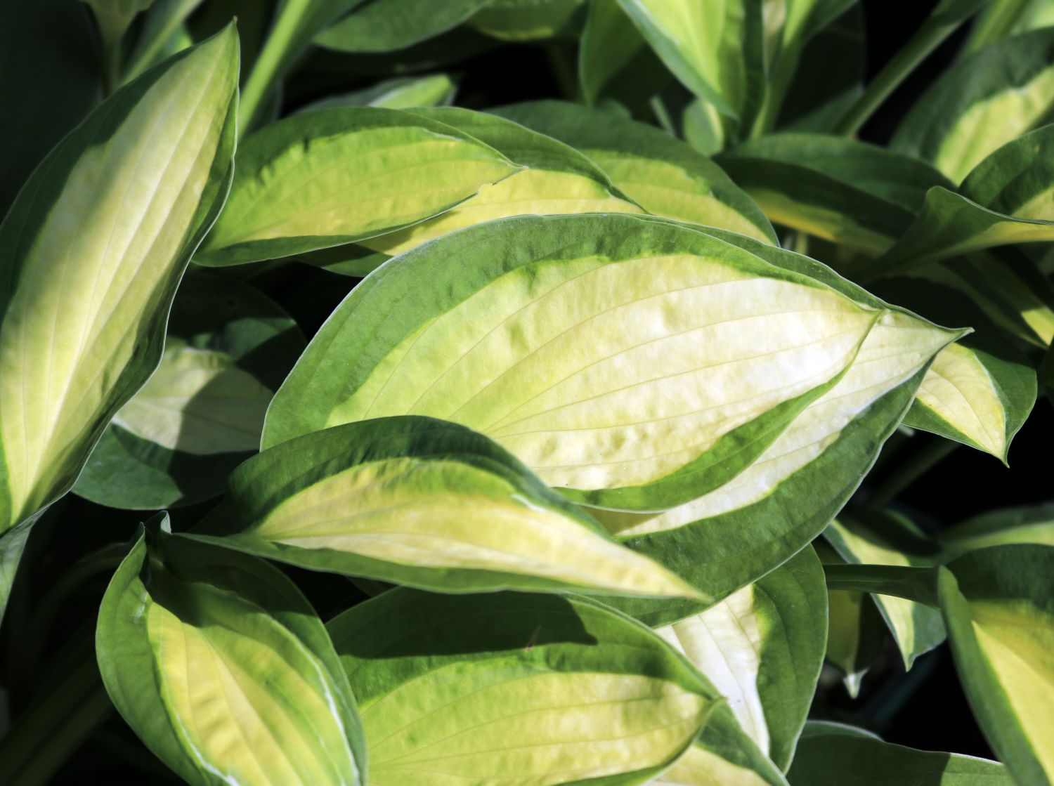 Grünrand-Funkie 'Gypsy Rose' ® - Hosta x cultorum 'Gypsy Rose' ®