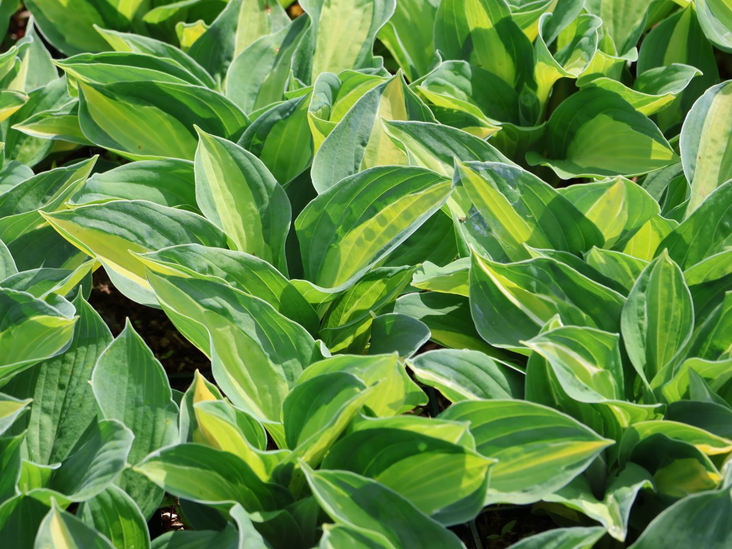 Grünrand-Funkie 'Gypsy Rose' ® - Hosta x cultorum 'Gypsy Rose' ®