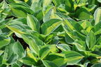 Grünrand-Funkie 'Gypsy Rose' ® - Hosta x cultorum 'Gypsy Rose' ®