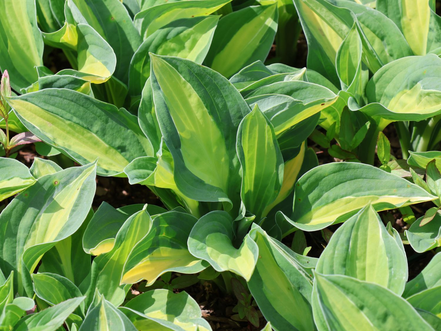 Grünrand-Funkie 'Gypsy Rose' ® - Hosta x cultorum 'Gypsy Rose' ®