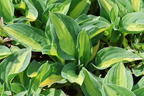 Grünrand-Funkie 'Gypsy Rose' ® - Hosta x cultorum 'Gypsy Rose' ®
