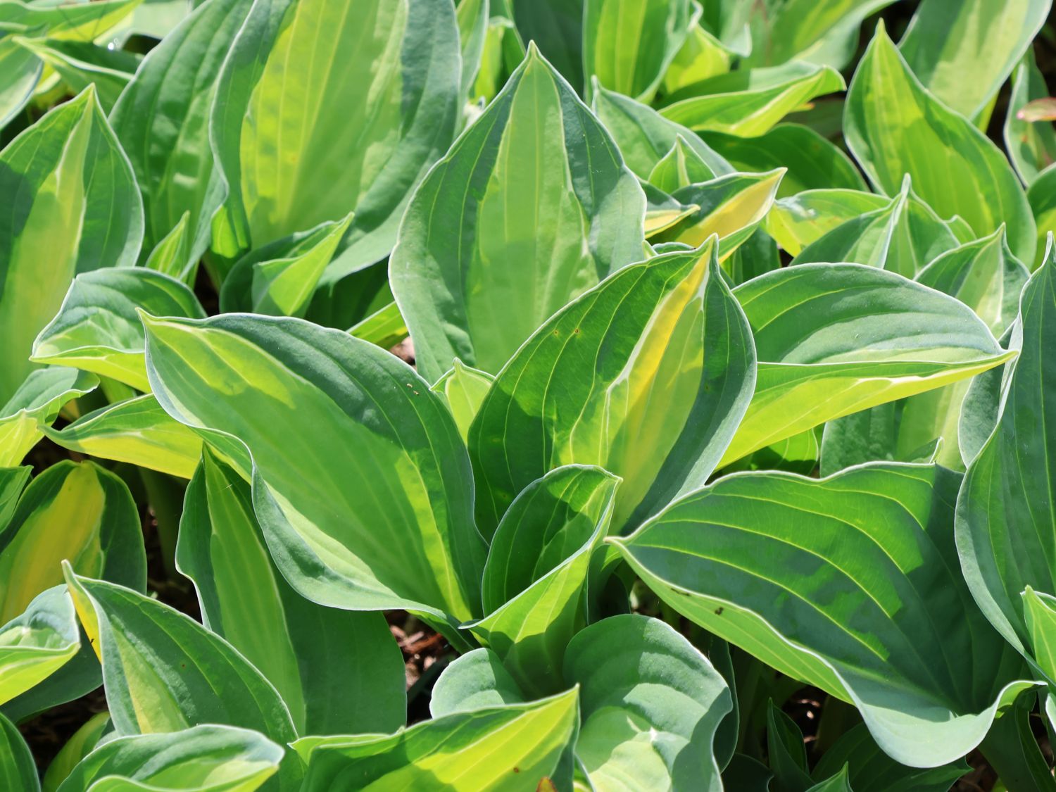 Grünrand-Funkie 'Gypsy Rose' ® - Hosta x cultorum 'Gypsy Rose' ®