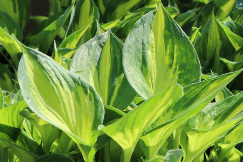 Grünrandige Funkie 'Morning Light' - Hosta x fortunei 'Morning Light'