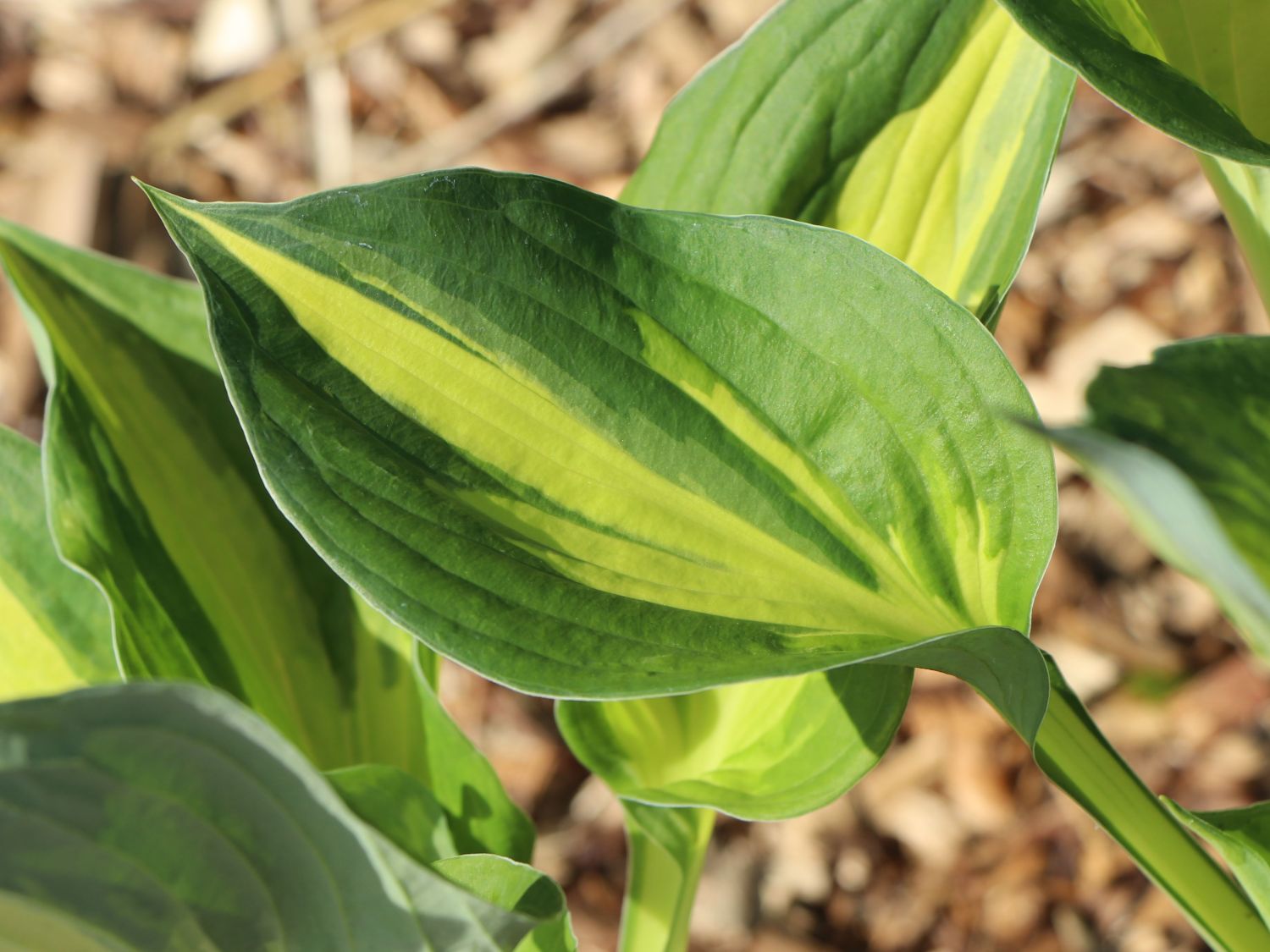 Grünrandige Funkie 'Morning Light' - Hosta x fortunei 'Morning Light'