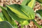Grünrandige Funkie 'Morning Light' - Hosta x fortunei 'Morning Light'