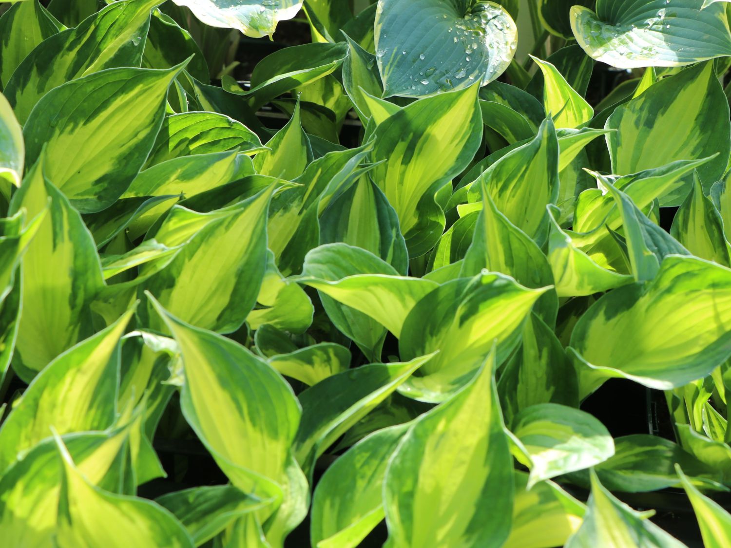 Grünrandige Funkie 'Morning Light' - Hosta x fortunei 'Morning Light'