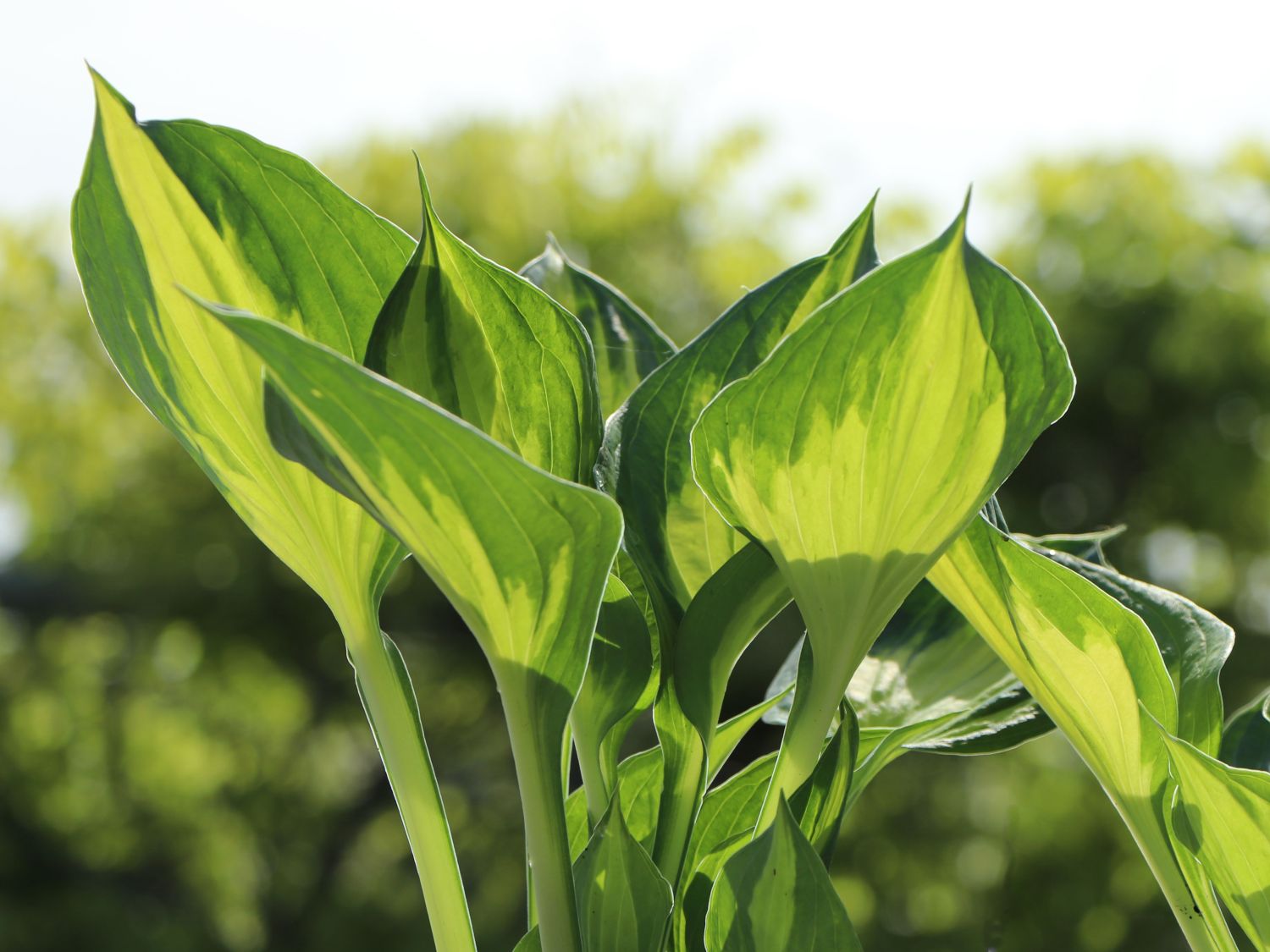 Grünrandige Funkie 'Morning Light' - Hosta x fortunei 'Morning Light'