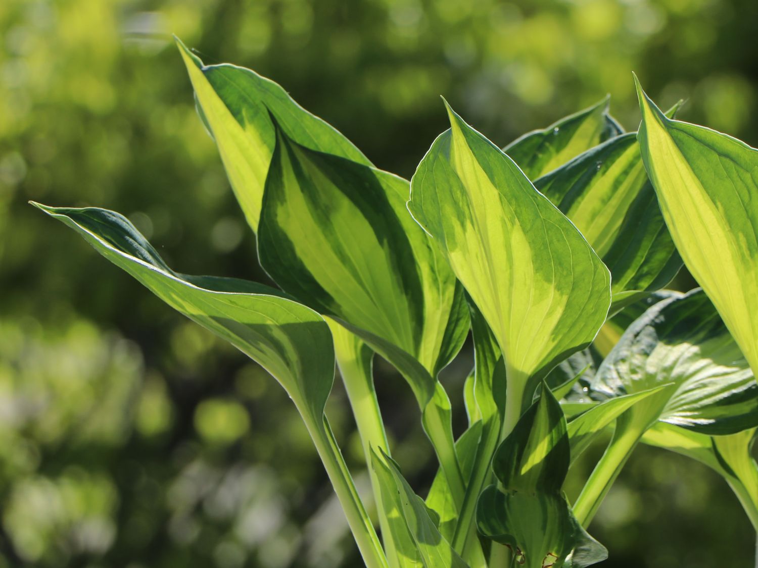 Grünrandige Funkie 'Morning Light' - Hosta x fortunei 'Morning Light'