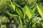 Grünrandige Funkie 'Morning Light' - Hosta x fortunei 'Morning Light'