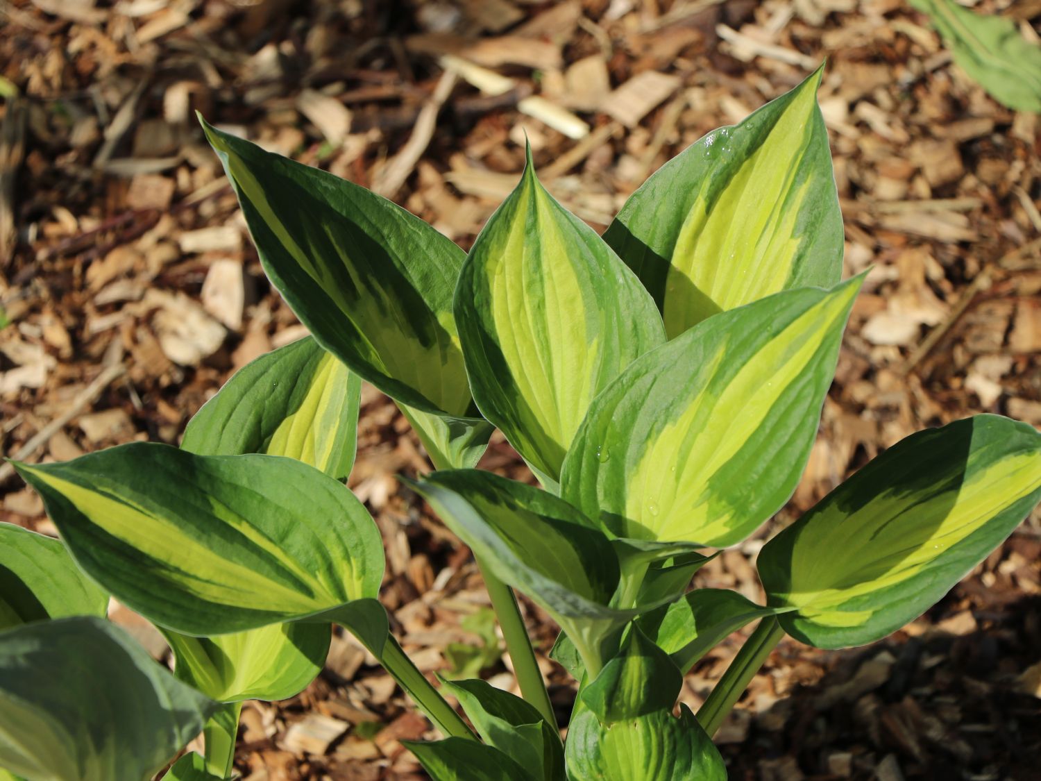 Grünrandige Funkie 'Morning Light' - Hosta x fortunei 'Morning Light'